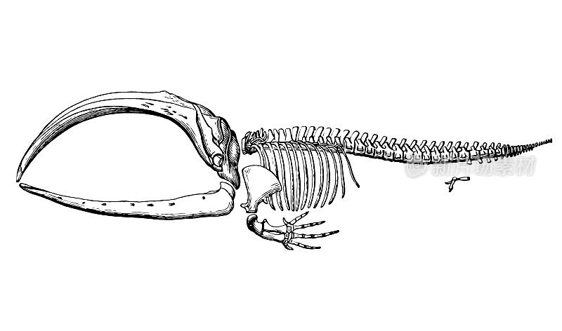 弓头鲸(Balaena mysticetus)骨架